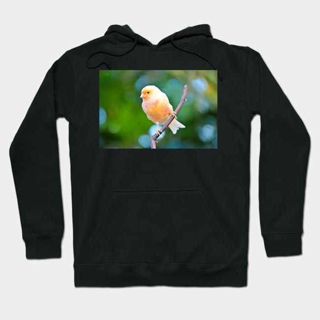 Canary Hoodie by kchase